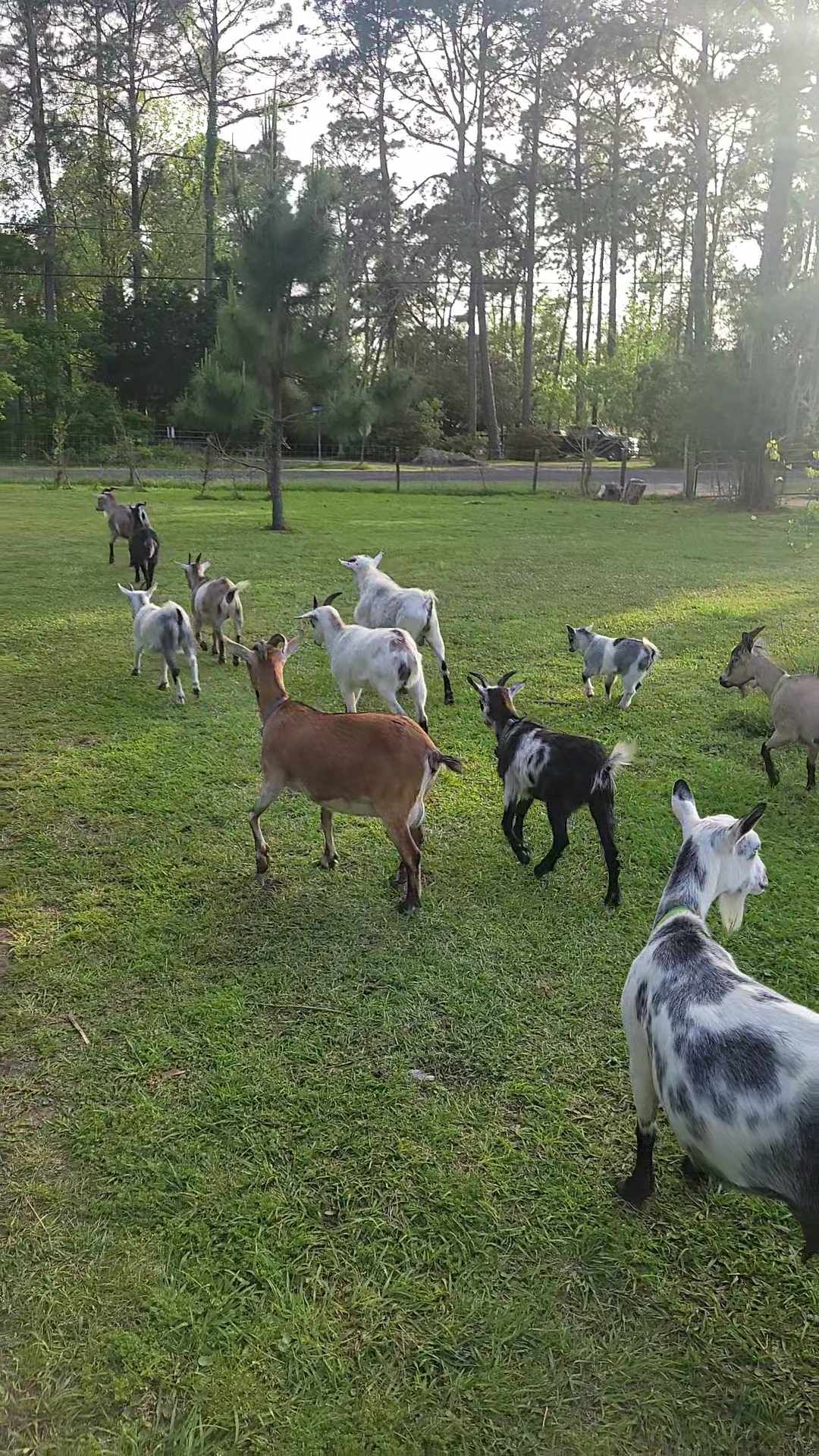 Guided Nature Walk with Goat Herd at Jaybird Hammock Farm