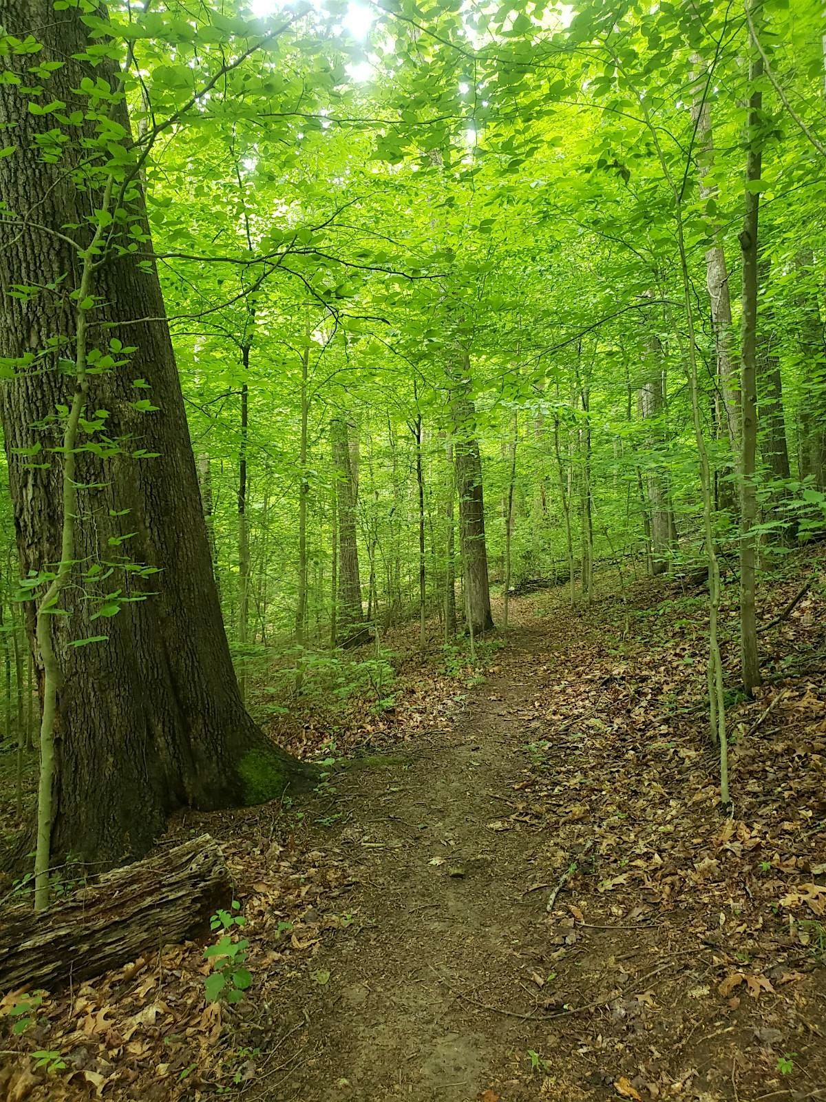 Old-Growth Forest Celebration: Wallace Hartman Nature Preserve- Kanawha, WV