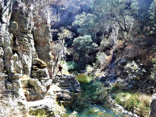 Panales en el ANP de Sierra de Lobos,San Felipe, Bodega Aurrera,  Guanajuato, 30 March 2021