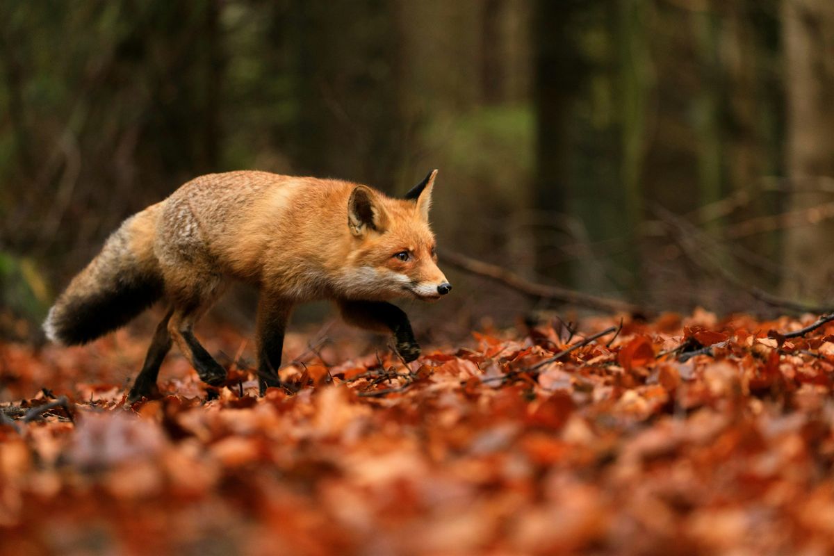 Autumn Animals
