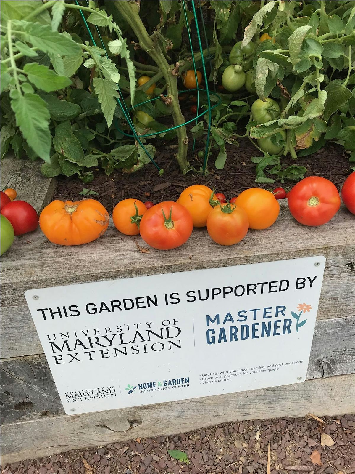 Master Gardeners Spring Grow It, Eat It Series 2025 - Tomatoes Galore!