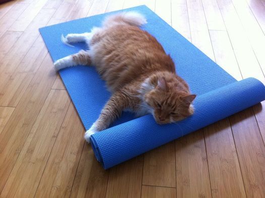 Yoga Mats and Kitty Cats