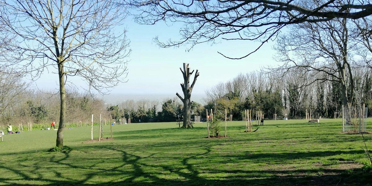 Celebrate National Tree Week at King  George VI Memorial Park