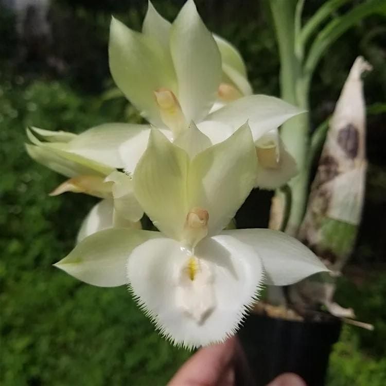 Nature Coast Orchid Society Welcomes Jim-N-I Orchids