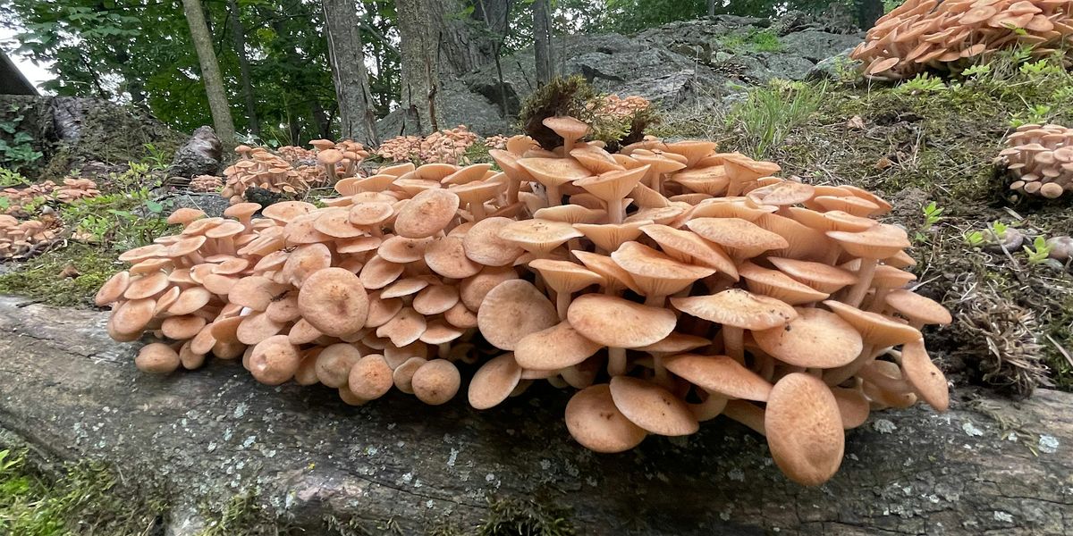Fungi Walk - October 18