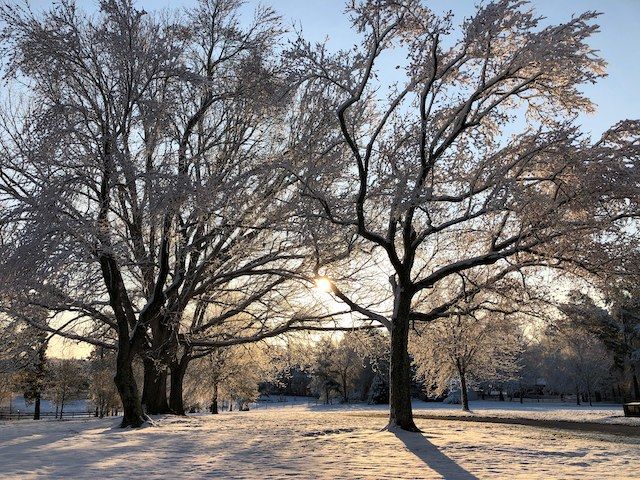 Wildlife in Winter