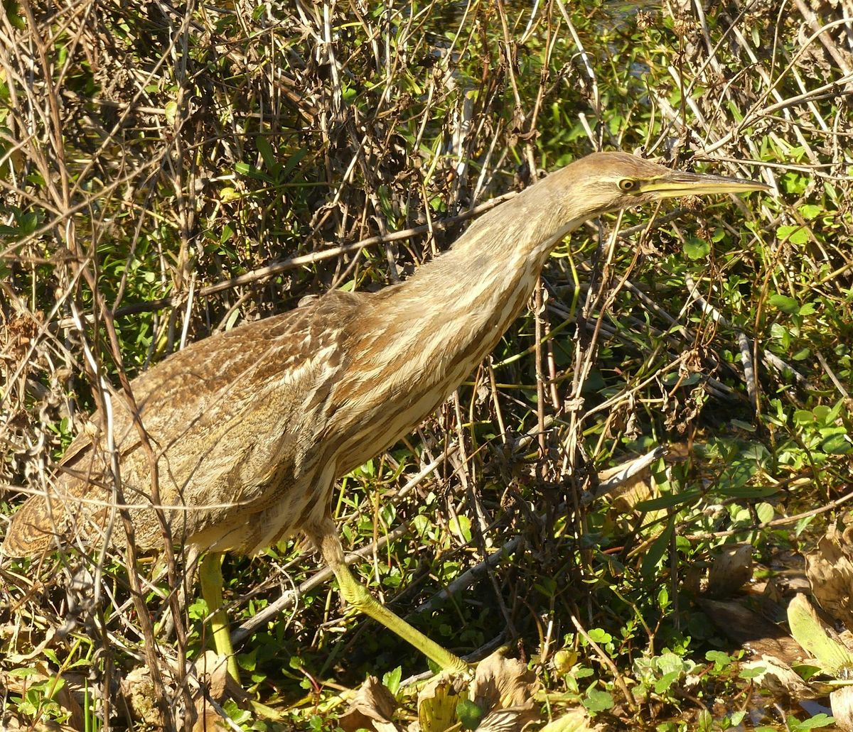 A Birding Workshop