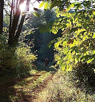 Seven Gifts: Poetry as a Pathway for Renewal