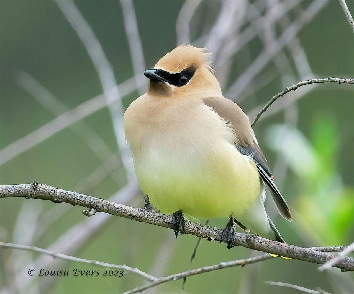 eBird: Beyond the Basics