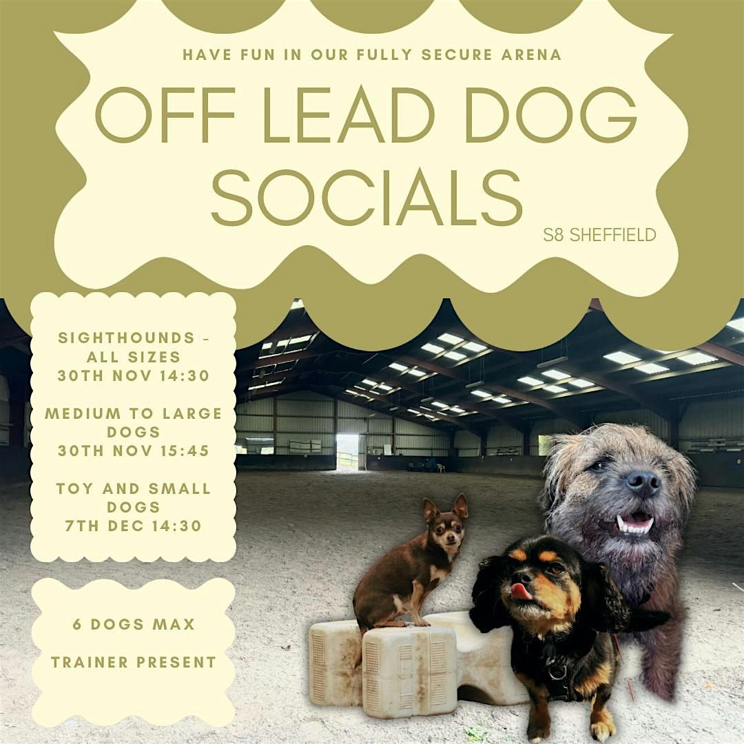 Off lead toy to small breed dog social in a fully secure arena S8