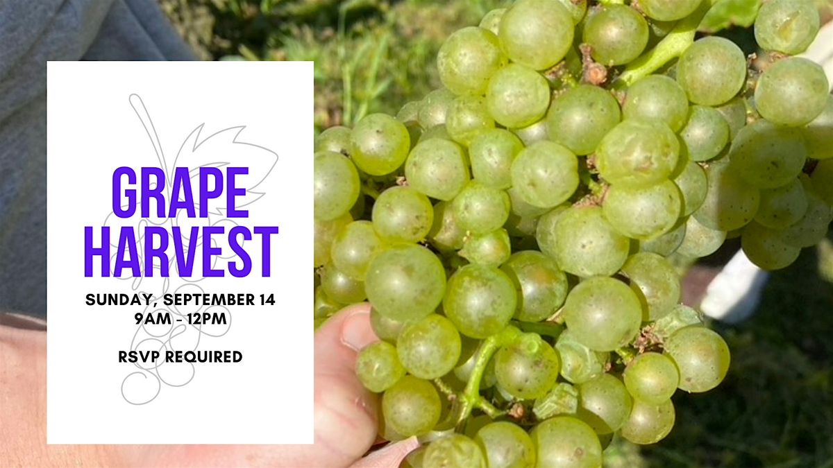 Open Harvest - Grape Picking