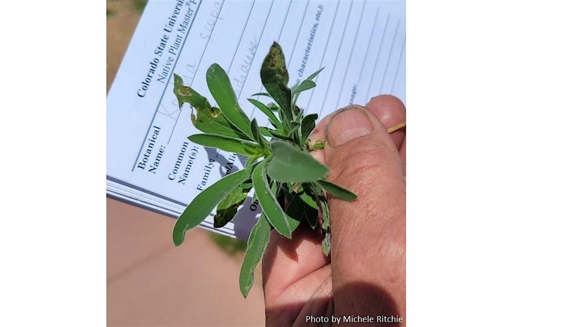 Colorado Native Plant Master: Noxious Weeds