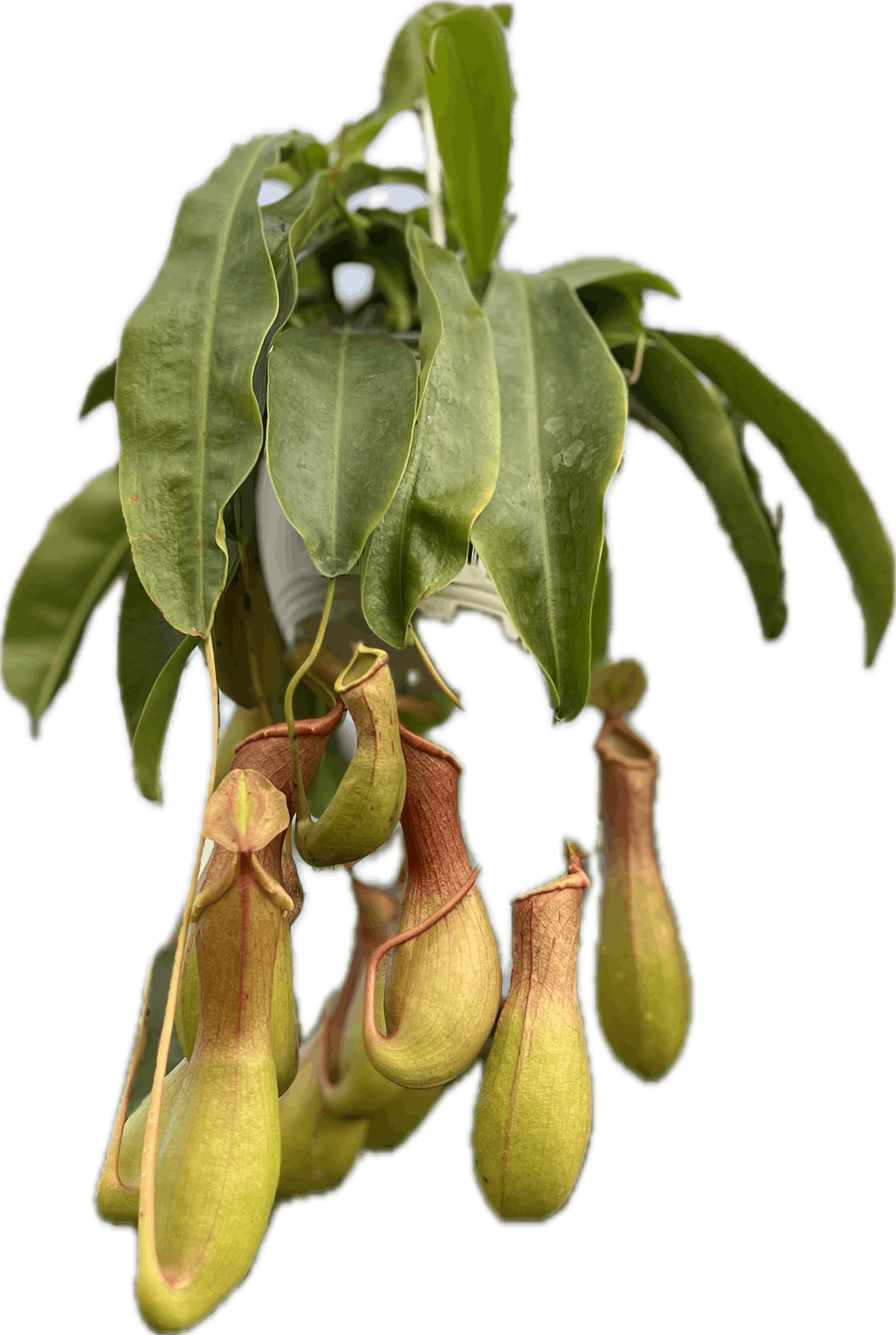 Carnivorous Plant Basics and DIY Bog Gardens