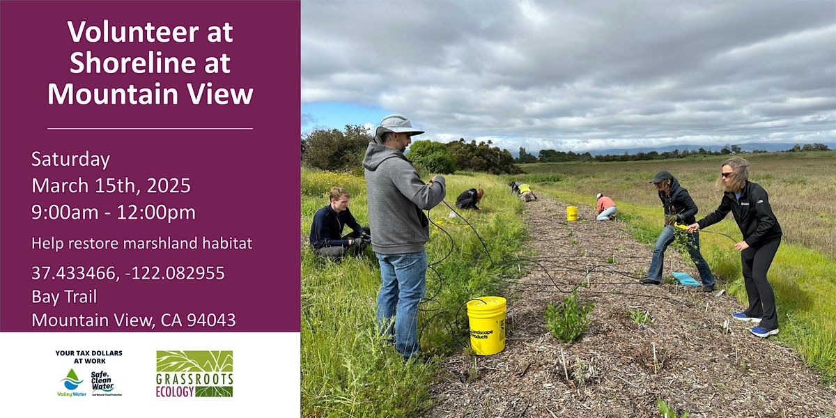 Volunteer Outdoors in Mountain View: Shoreline Marsh Habitat Restoration