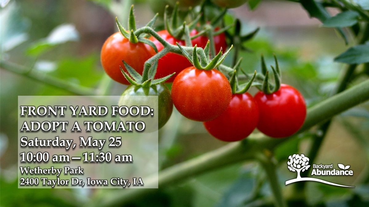 Front Yard Food: Adopt a Tomato