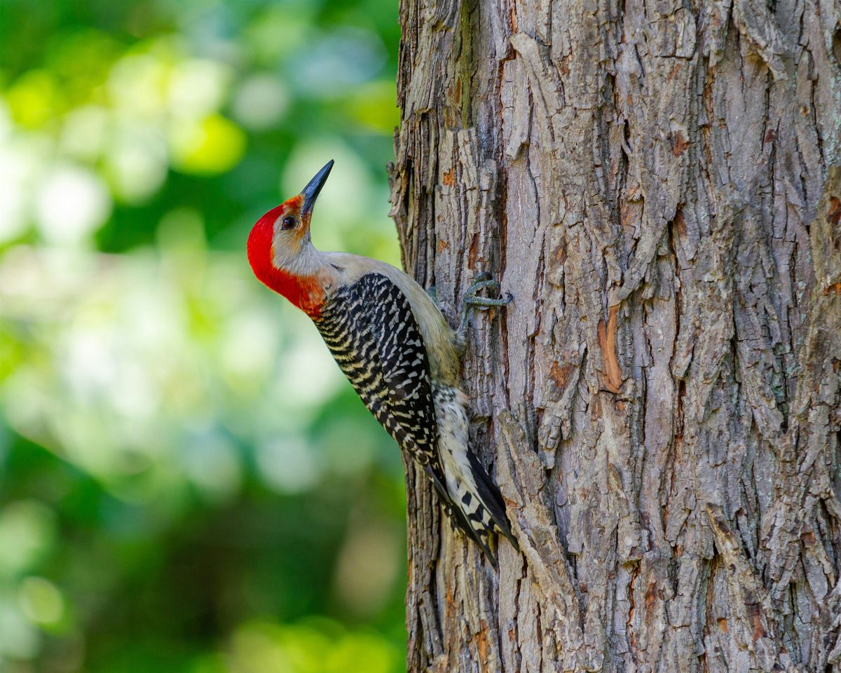 Birding at Burden April 2025