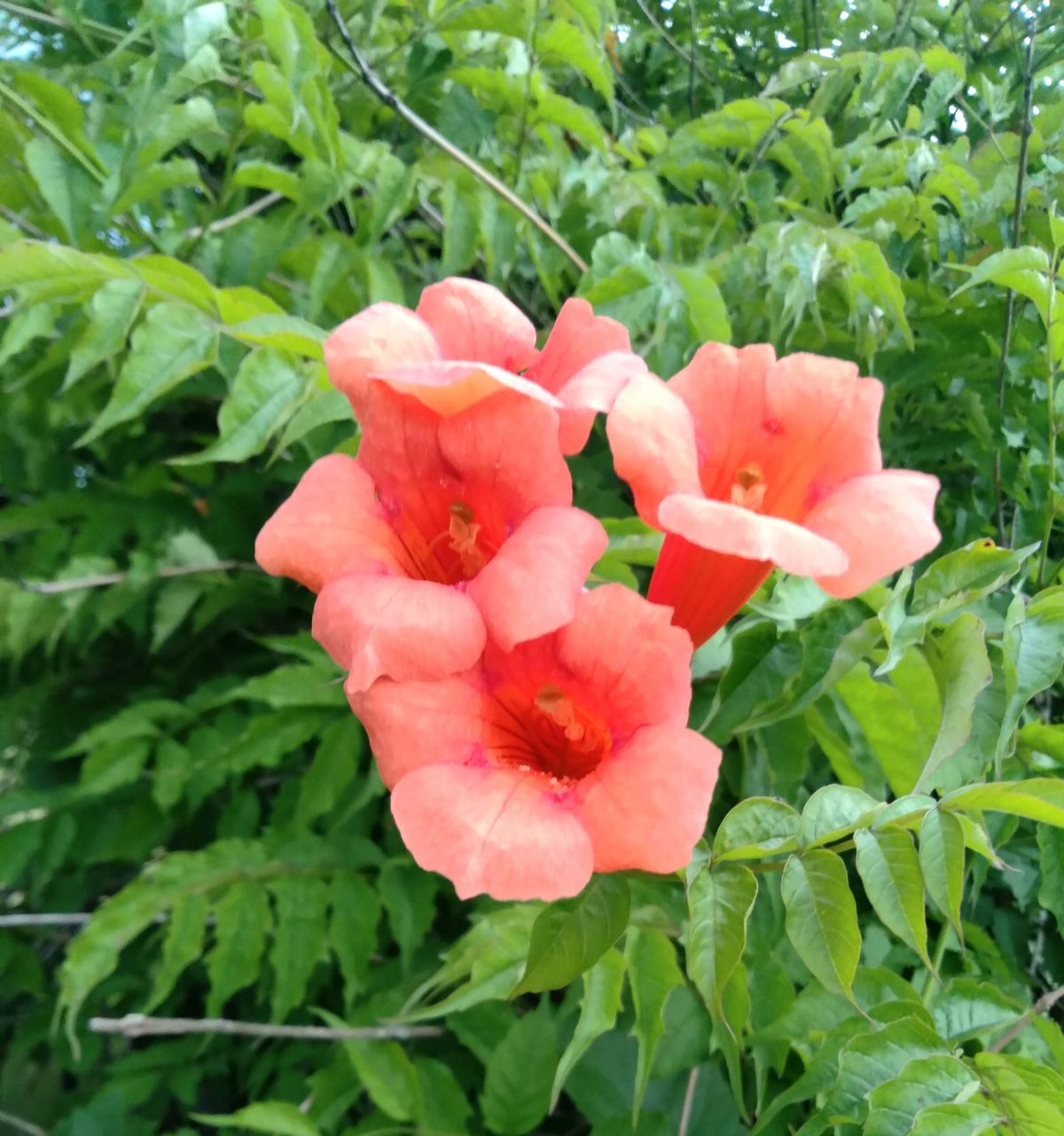 Saginaw July Gathering and Meditation