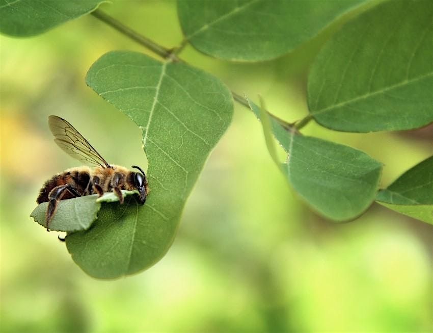 Tending Mason Bees & Leafcutter Bees