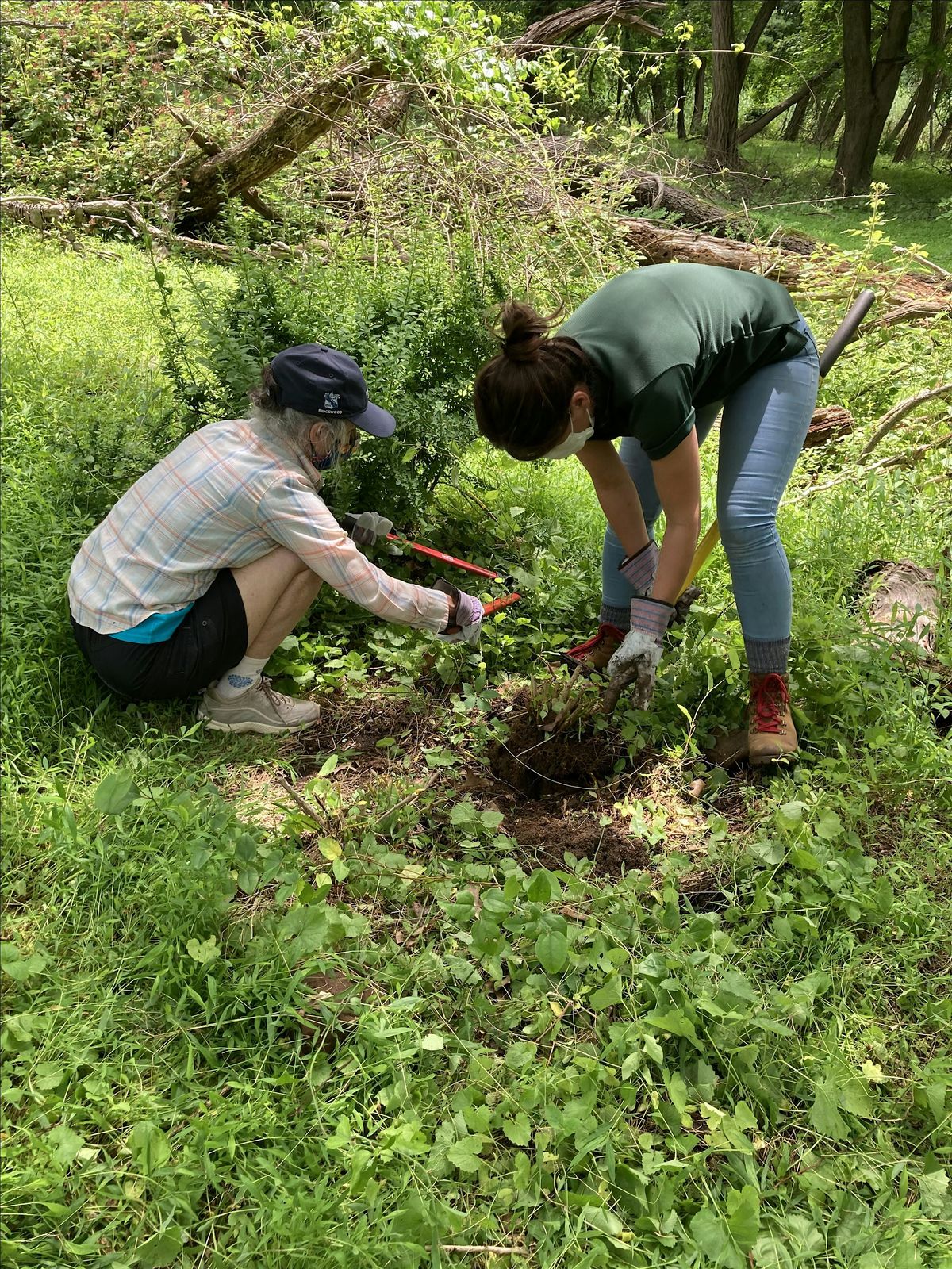 Wildlife Day: Invasive Species Removal