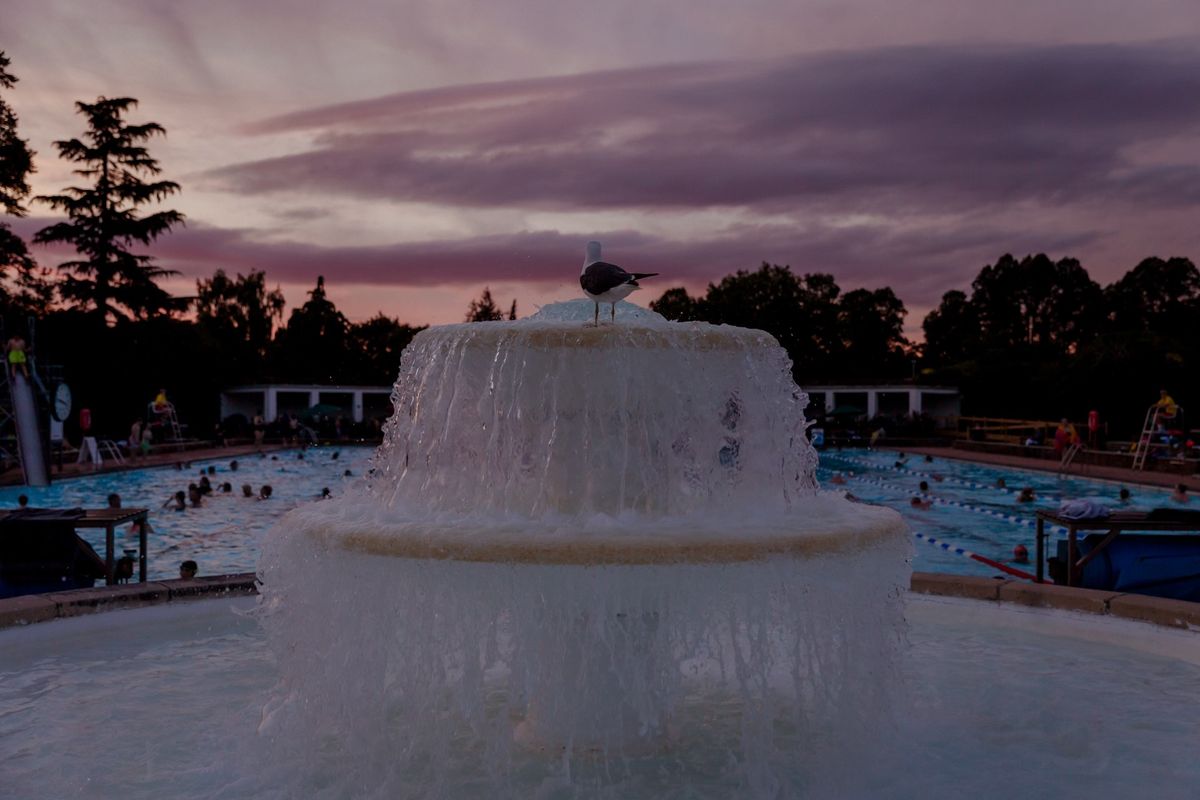 Sunset Swim