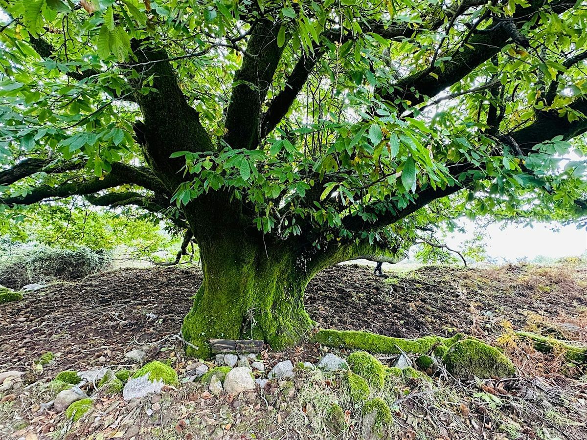 Permakultur Masterclass: Waldsystem in der Permakultur