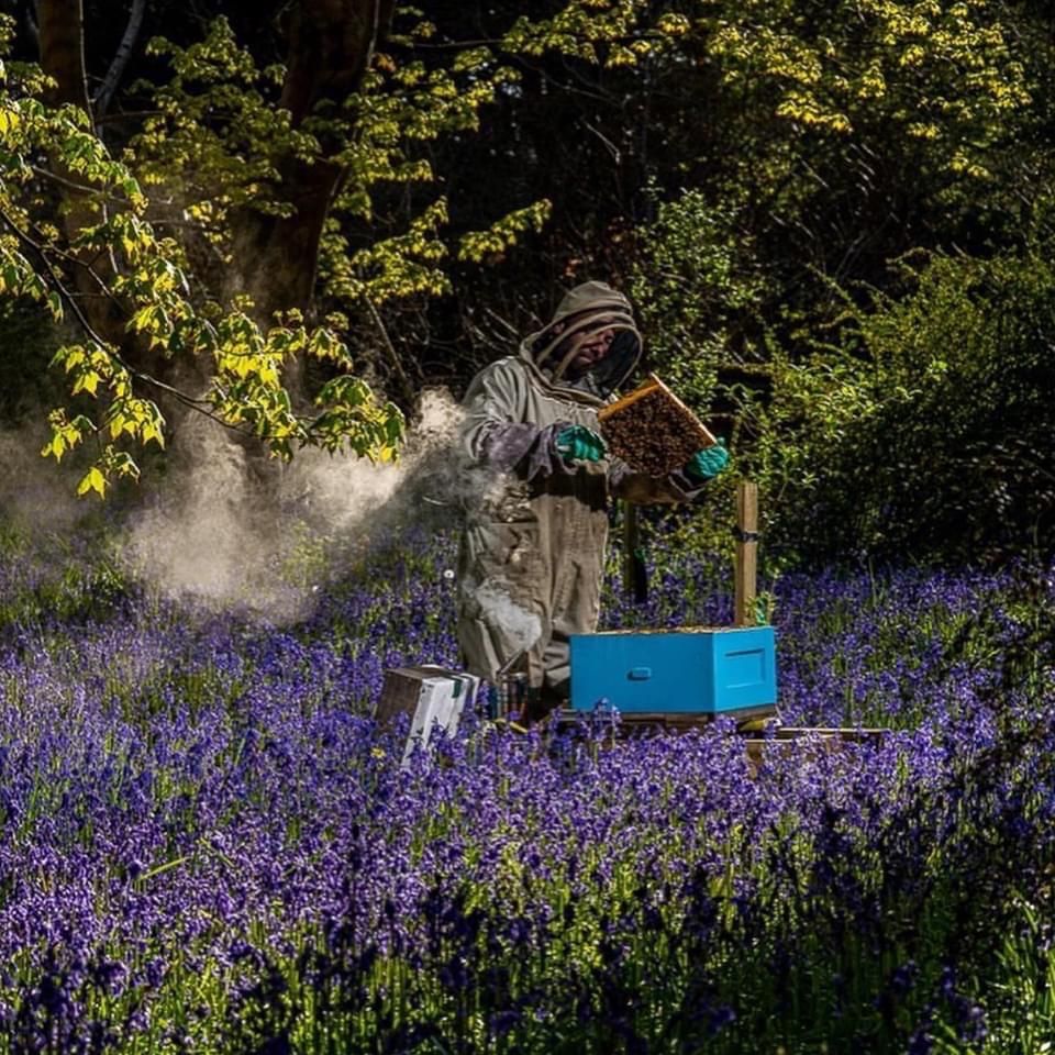 An Introduction to Beekeeping 2 day course