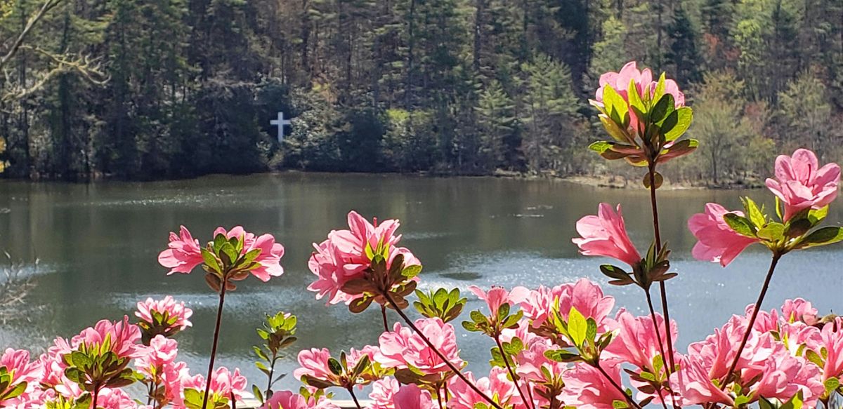 Spring Ephemeral Wildflower Walk