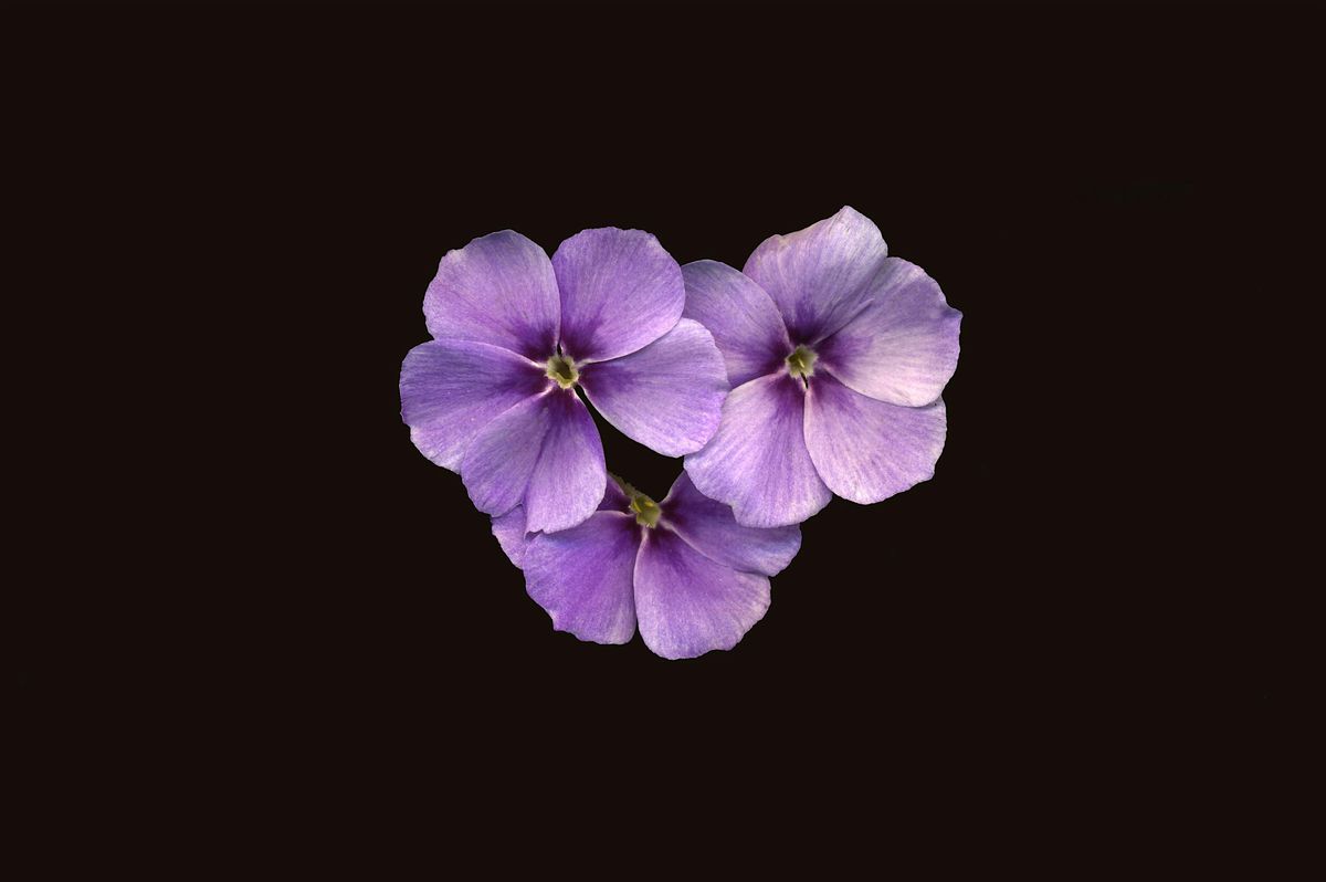 02-08-2025: African Violets