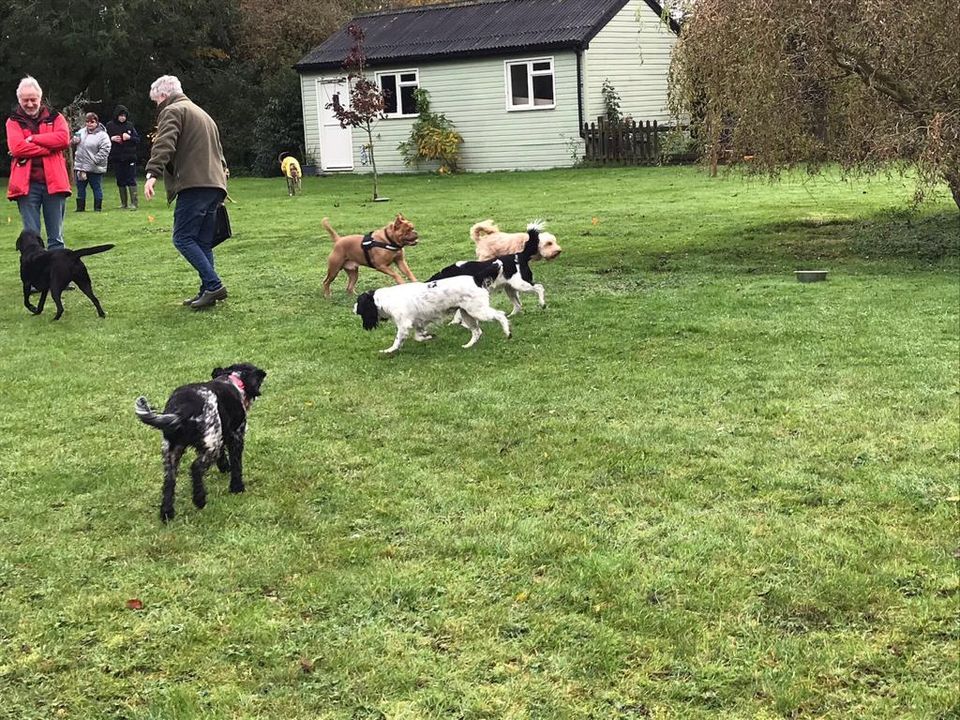 Dog Play and Socialisation 