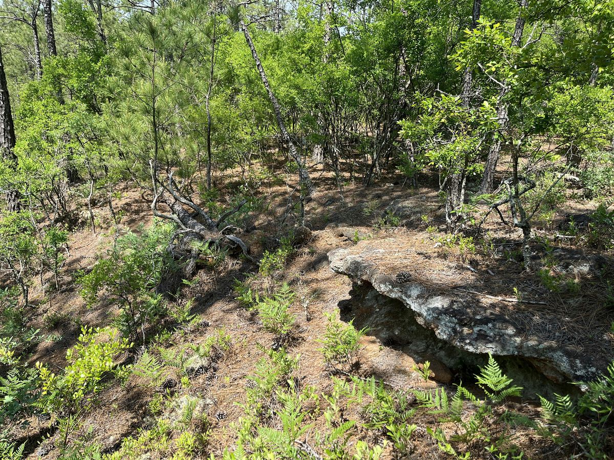 Restoration is for the Birds: Managing Longleaf Habitat for Birds