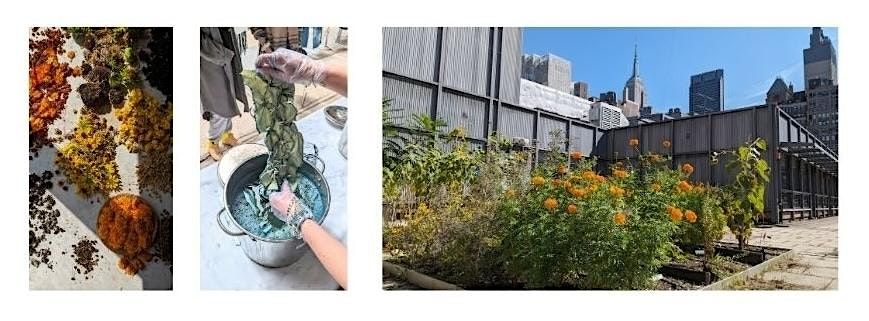 Dialogue + Studio Workshop: Growing the Rainbow at FIT's Natural Dye Garden