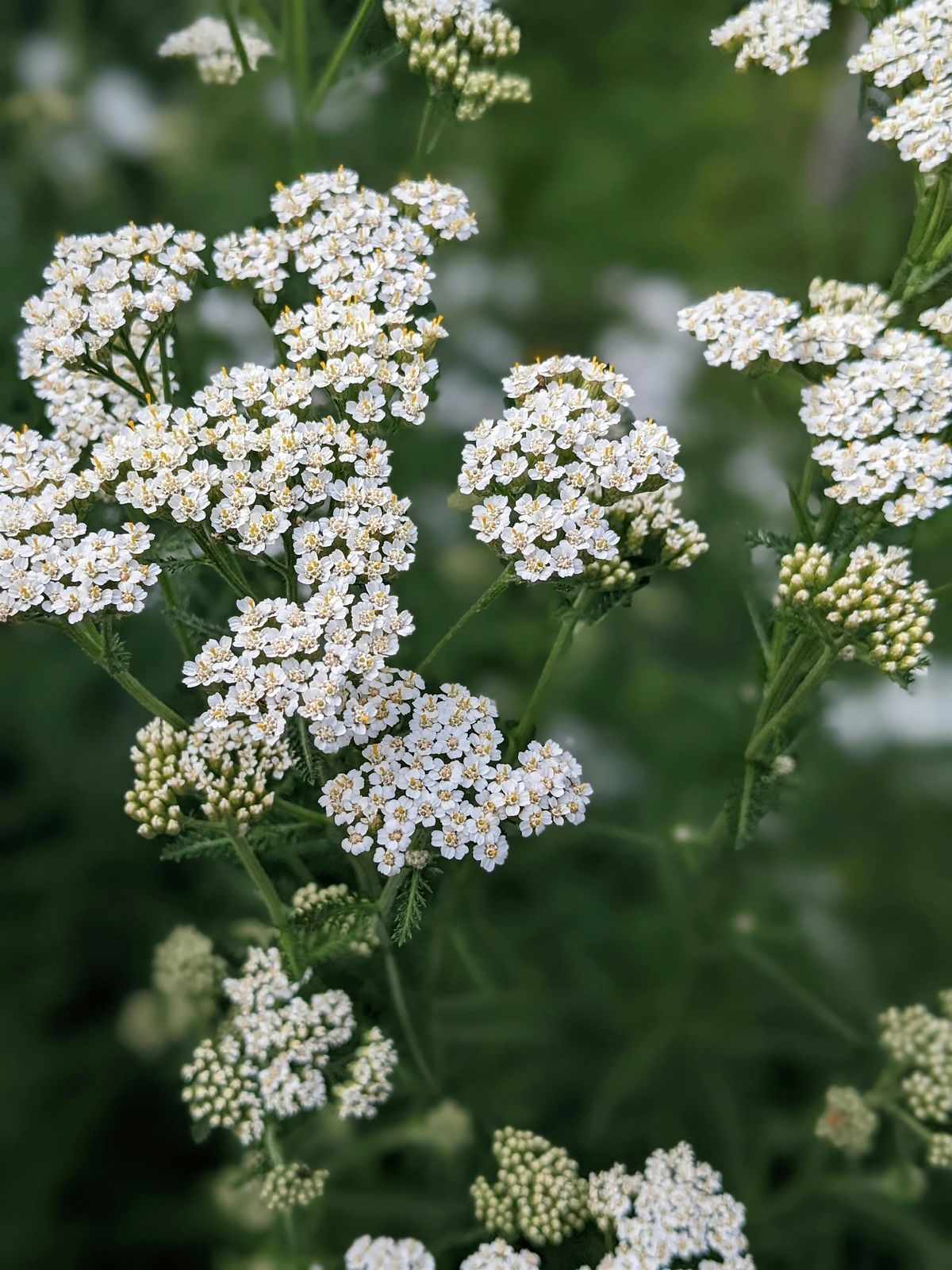 "Love Thy Neighbour" - Using locally grown herbs