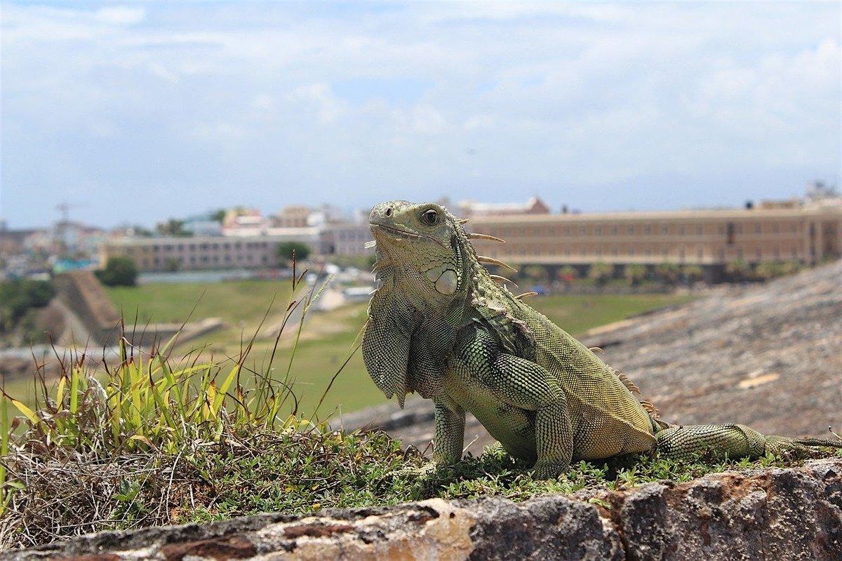 Defensa y Justicia para los Animales en Puerto Rico