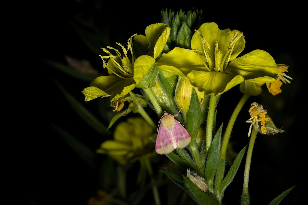 Moonlight Moth Viewing with Carla Rhodes