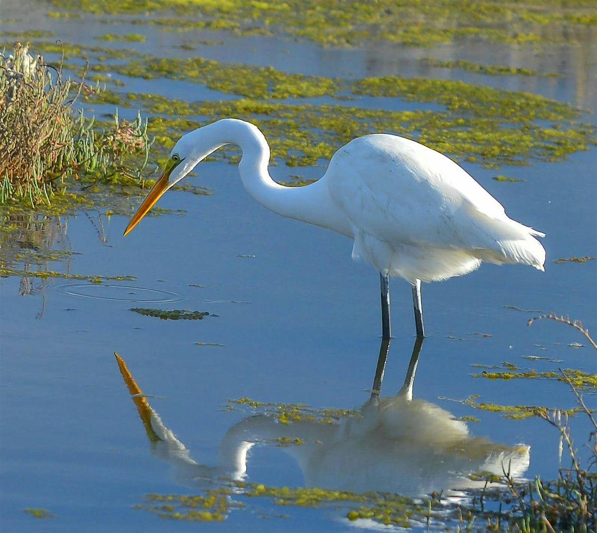 Family Bird Walk
