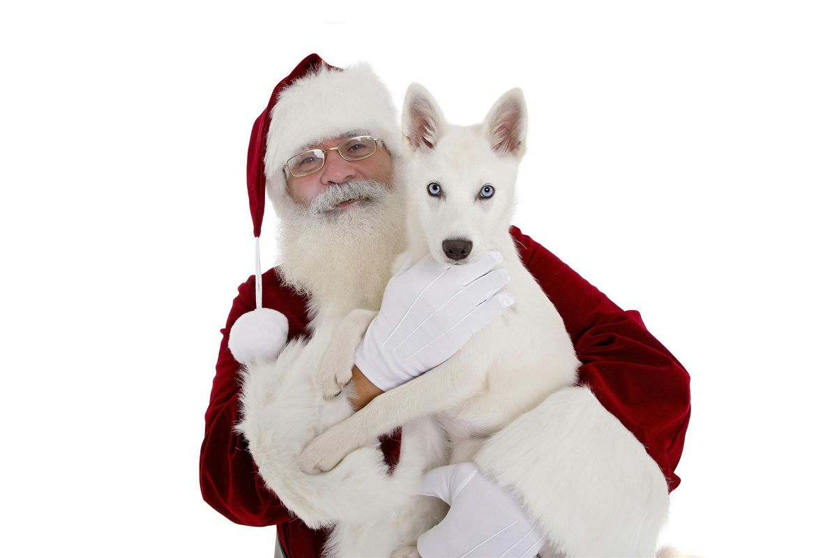 Pet Photos with Santa Fundraiser at Venture Studios Montclair