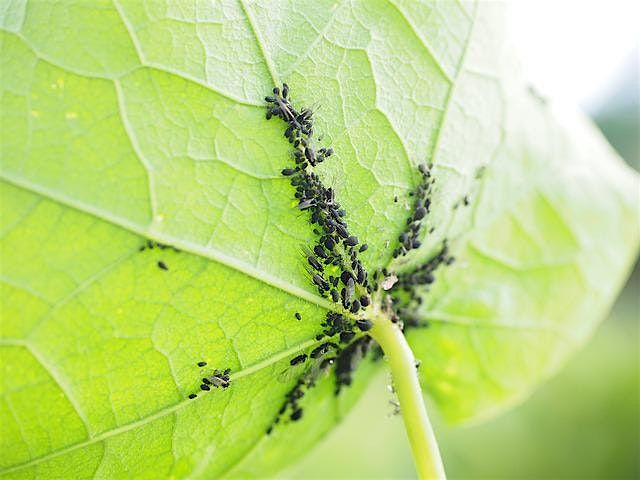 Pest Management in the Garden Workshop