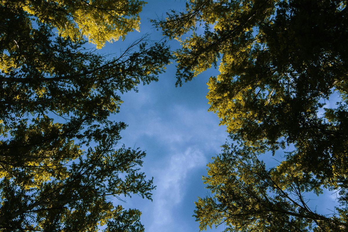 Autumn Equinox Forest Bath