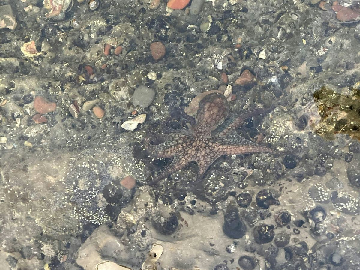 King Tide Tidepooling Excursion