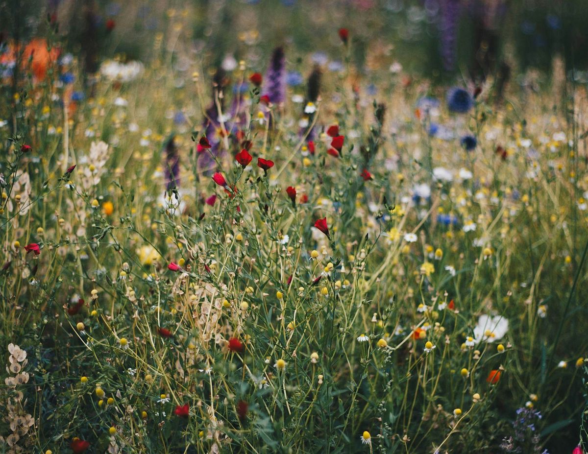 Morning Wildflower Hike at Arabia Mountain