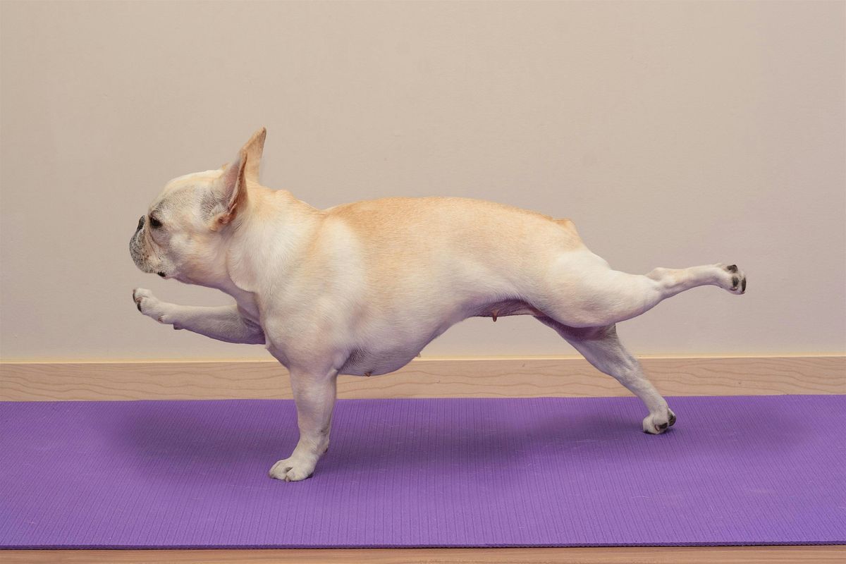 Dogs + Yoga - Benefitting Youth Anxiety and Depression Research at UM