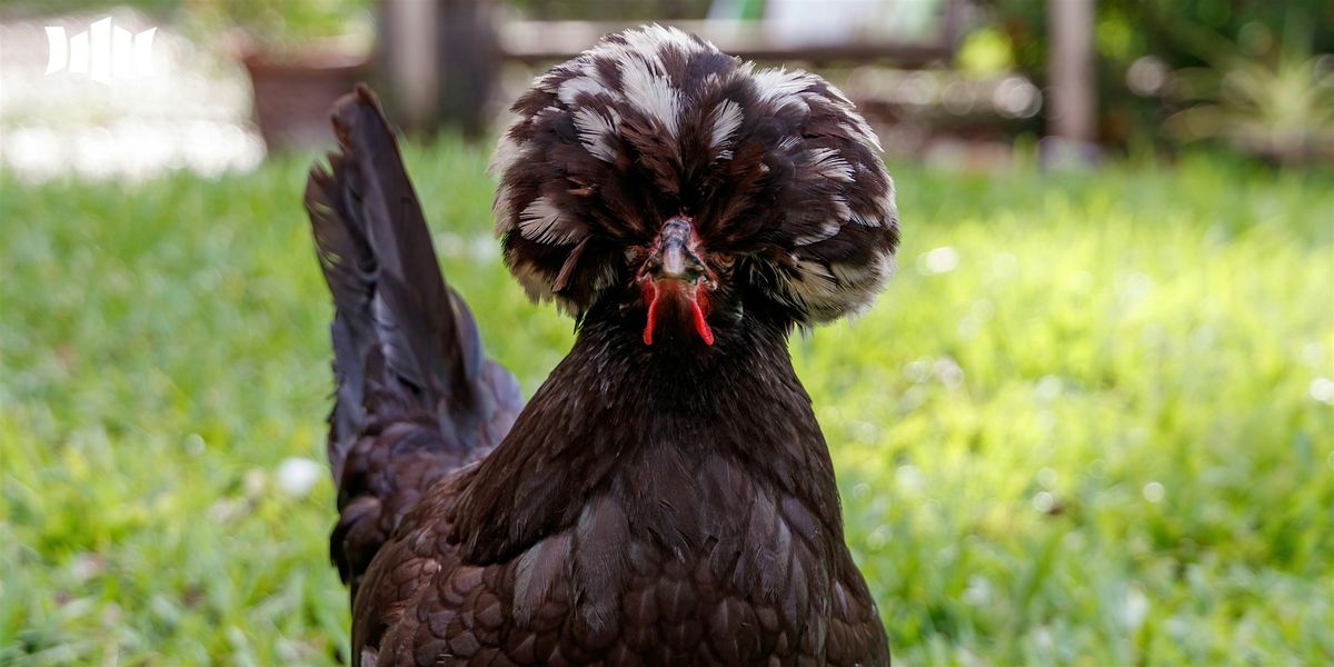 Spring Chickens : Healthy Chooks