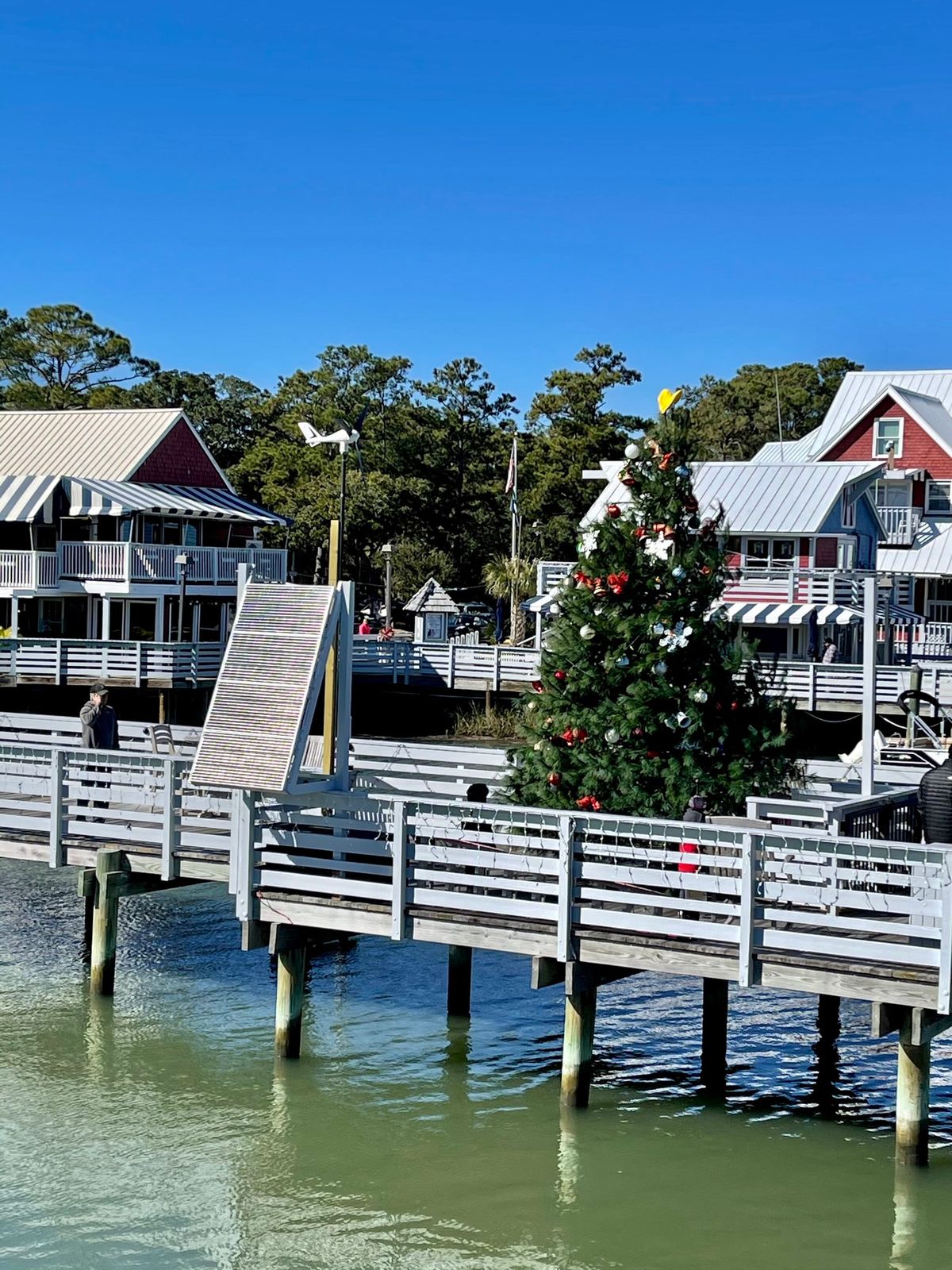 The Official Lighting of the 'Greenest' Tree on the Island