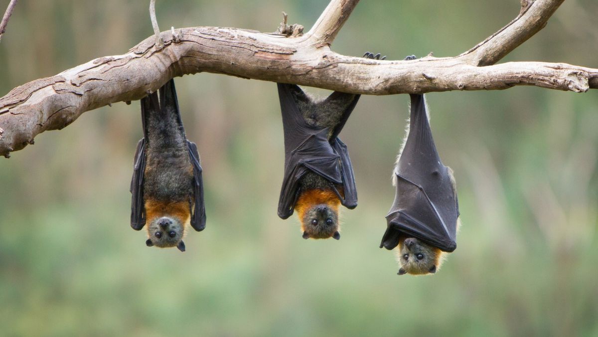 Bats & Other Nighttime Animals