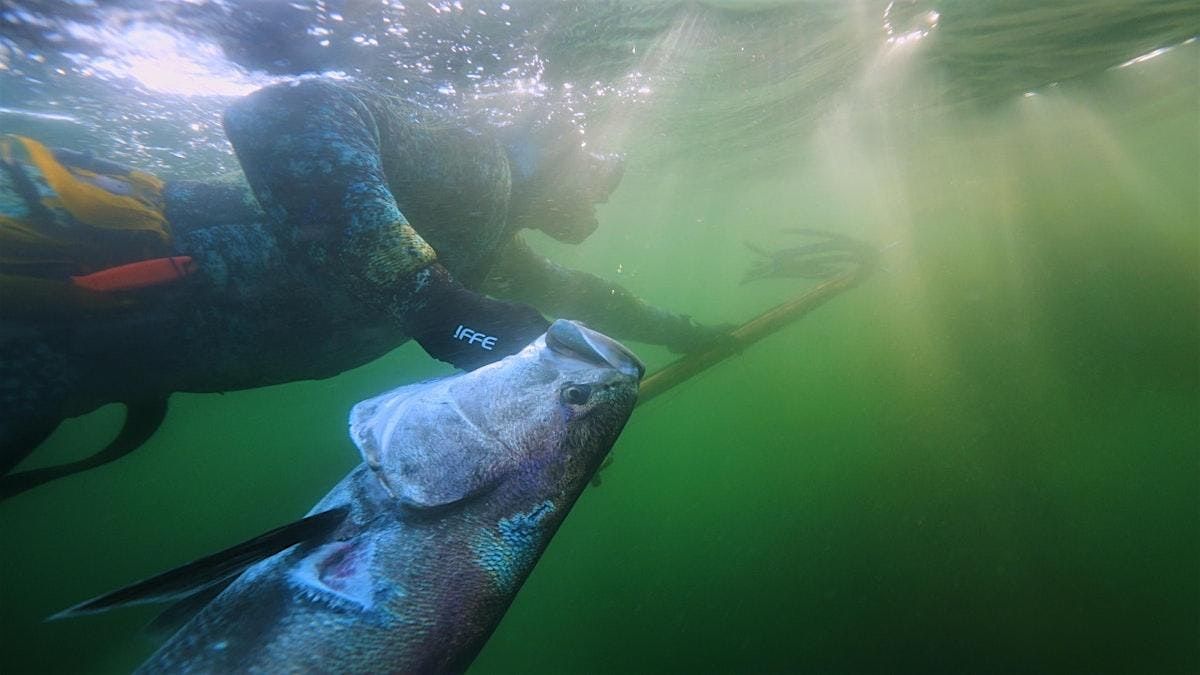 Ghosts of the Pacific, A White Sea Bass Story