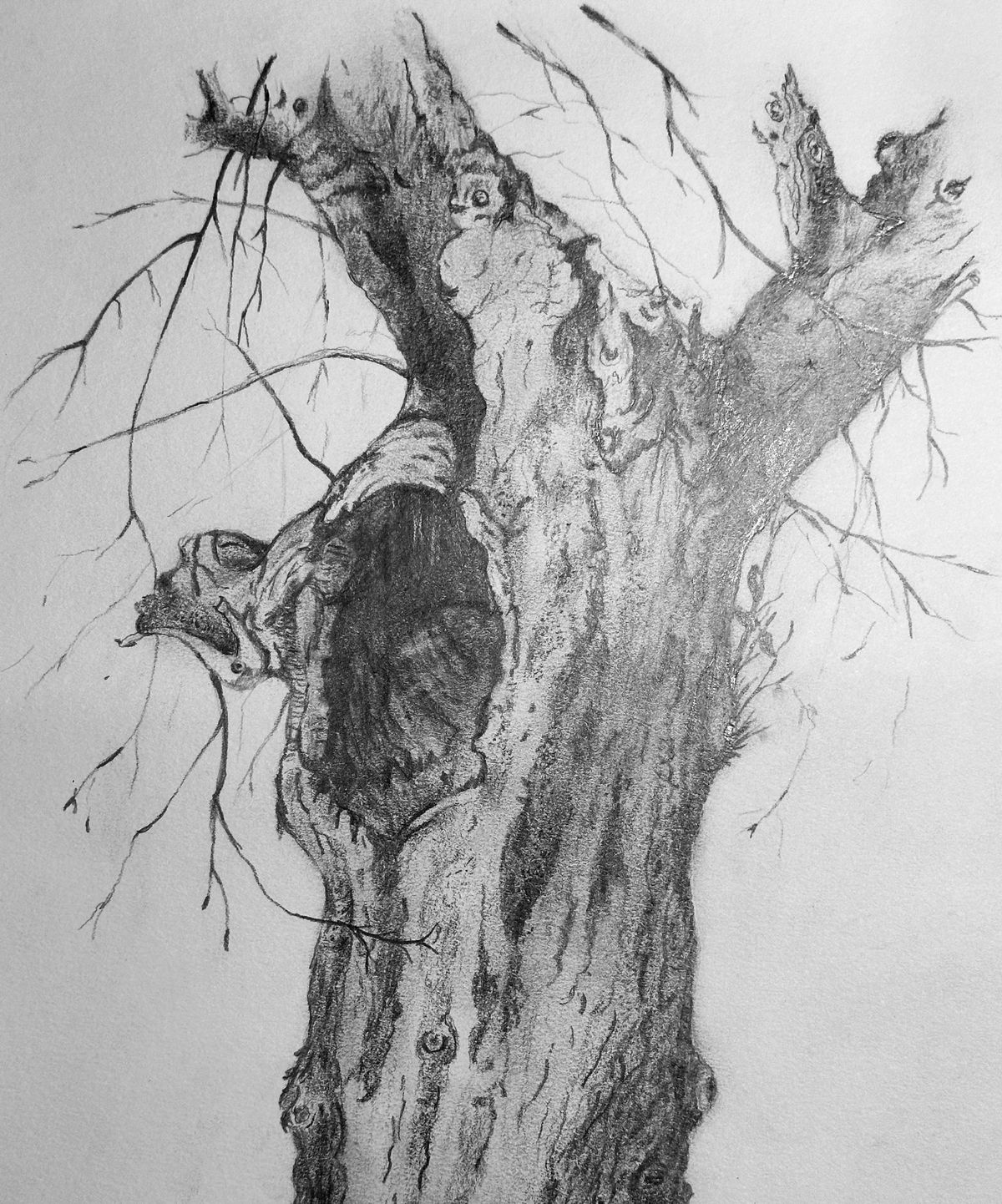 Tree Study with Graphite Pencils  with Nancy Lyons 