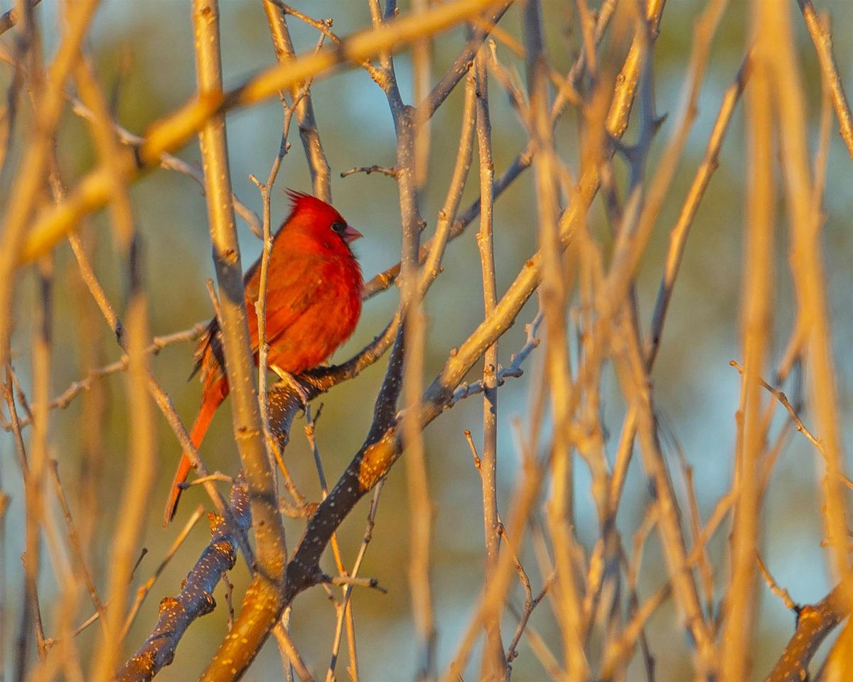 Headwaters 2nd Friday Birding with Tom & Patsy Inglet