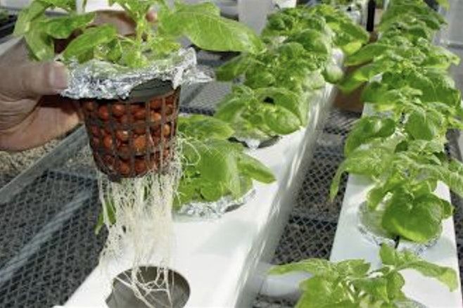 Successful Gardener - Beginning Hydroponics for the Home Gardener