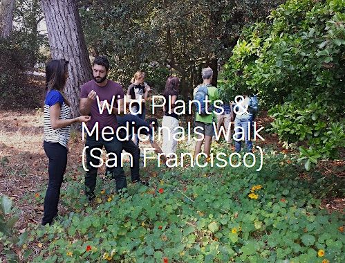 Wild Plants & Medicinals Walk with forageSF