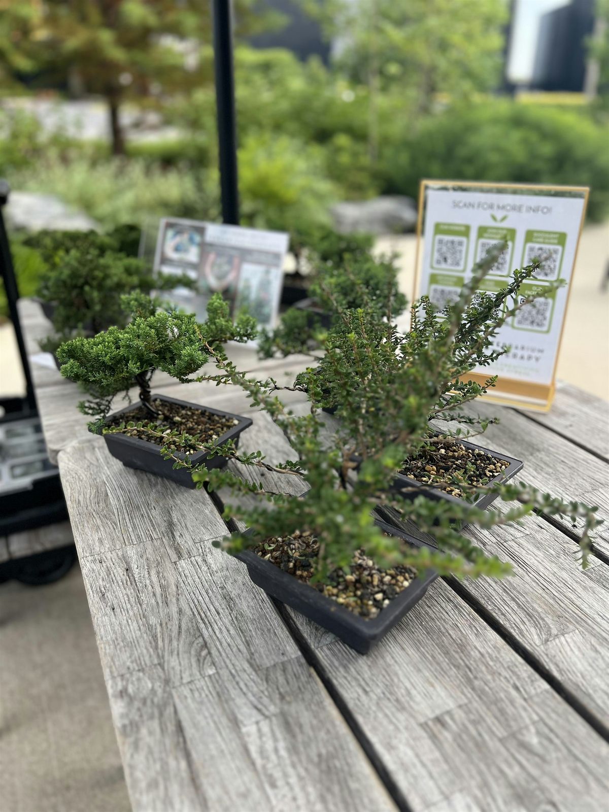 BBQ & Bonsai Workshop at Sweet Lucy's Smokehouse